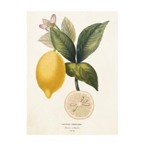 Kort Citron